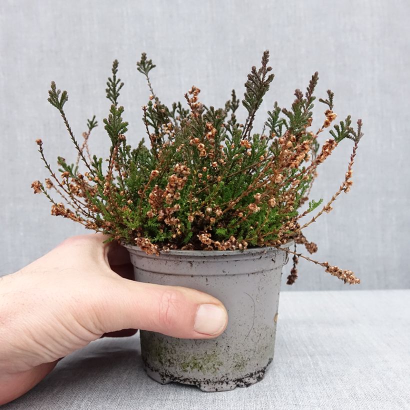 Calluna vulgaris Radnor - Heather 12cm pot sample as delivered in winter