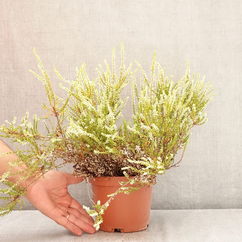 Calluna vulgaris Sandy - Heather 2L/3L pot sample as delivered in summer