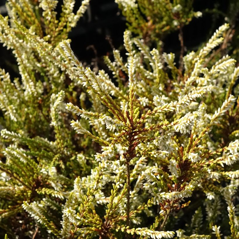 Calluna vulgaris Sandy - Heather (Foliage)