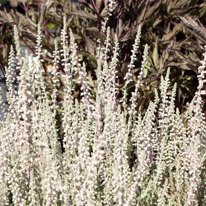 Calluna vulgaris Silver Knight - Heather (Foliage)