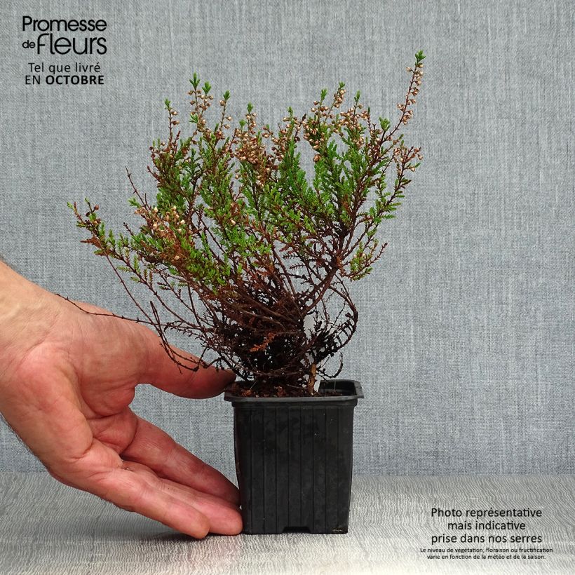 Bruyère d'été - Calluna vulgaris Spring Torch Godet de 8/9 cm sample as delivered in autumn