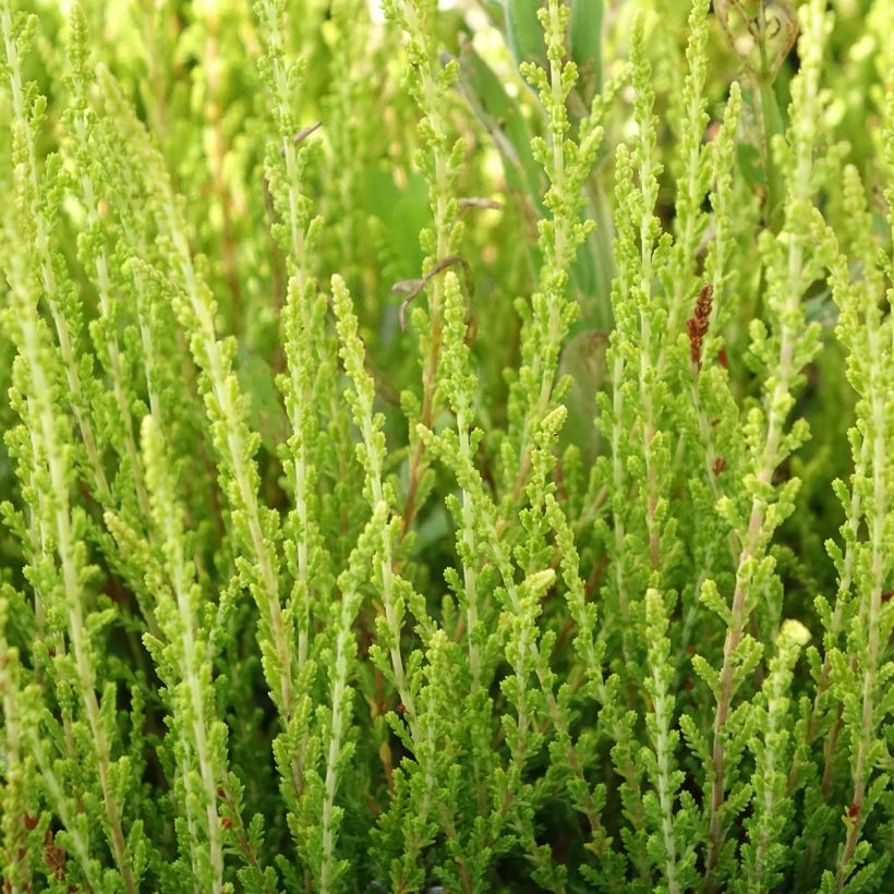 Calluna vulgaris Garden Girls Theresa - Heather (Foliage)