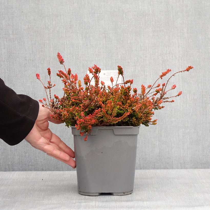 Calluna vulgaris Wickwar Flame - Heather 2L/3L potShipped height around 10/15cm sample as delivered in winter