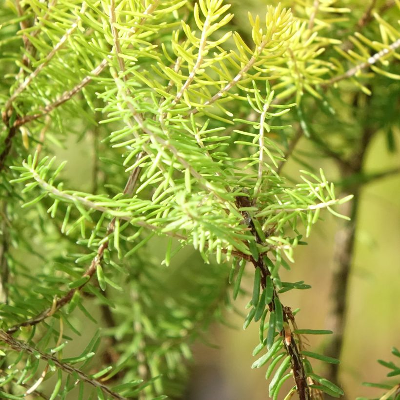 Erica manipuliflora 'Valerie Griffiths' (Foliage)