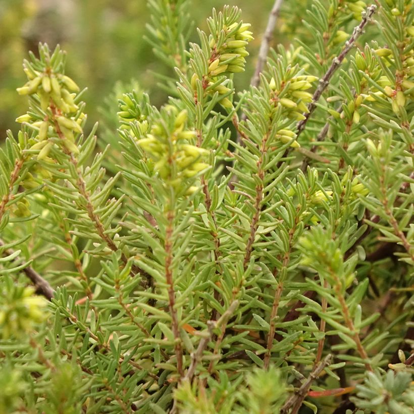 Erica x darleyensis Darley Dale - Winter Heath (Foliage)