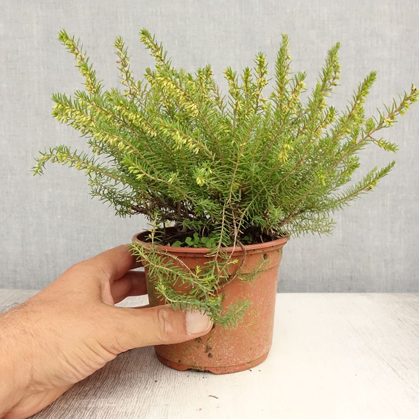 Erica darleyensis f.albiflora Silberschmelze - Winter Heath 8/9 cm potShipped height around 10/15cm sample as delivered in summer