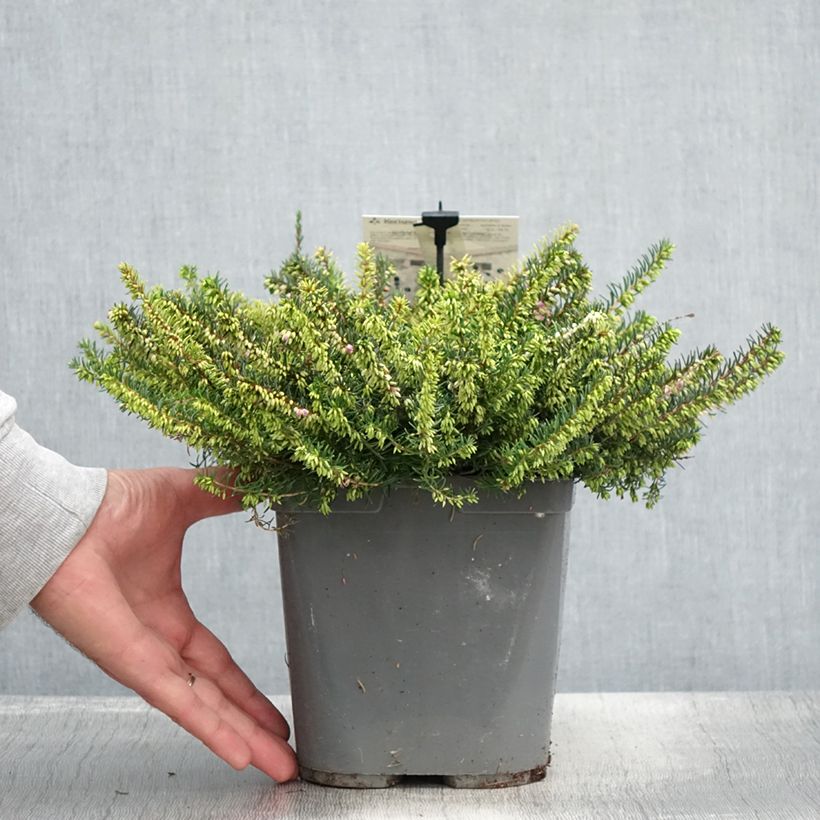 Erica darleyensis Trio - Winter Heath 3L/4L potShipped height around 10cm sample as delivered in summer