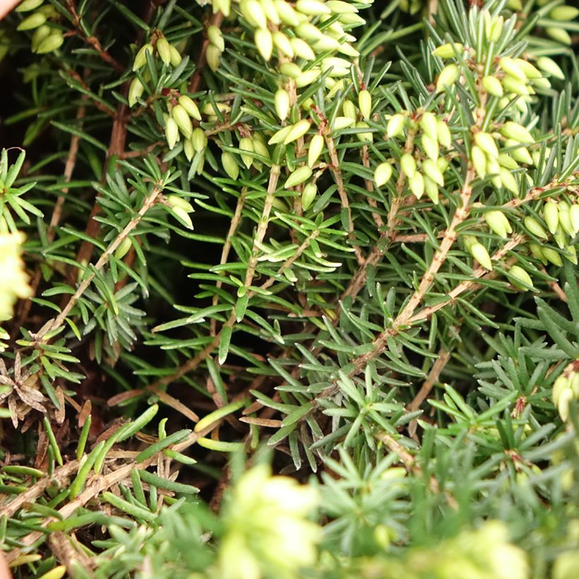 Erica darleyensis Trio - Winter Heath (Foliage)