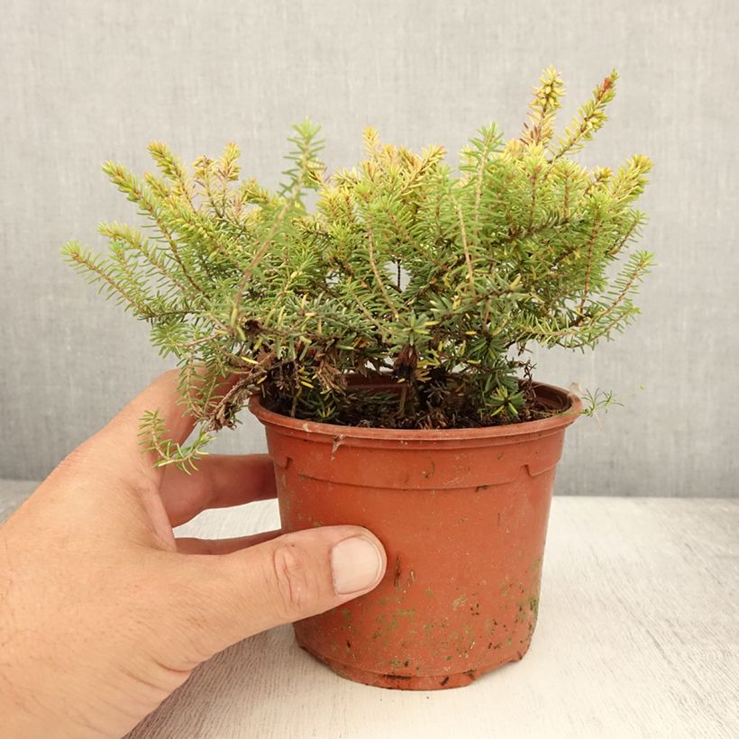 Erica darleyensis Winter Belles Tylou - Winter Heath 1L/1.5L pot sample as delivered in summer