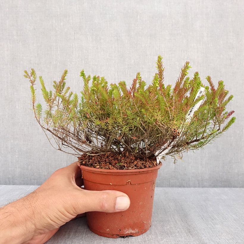 Darley Heath - Erica darleyensis Furzey 1L/1.5L pot sample as delivered in summer