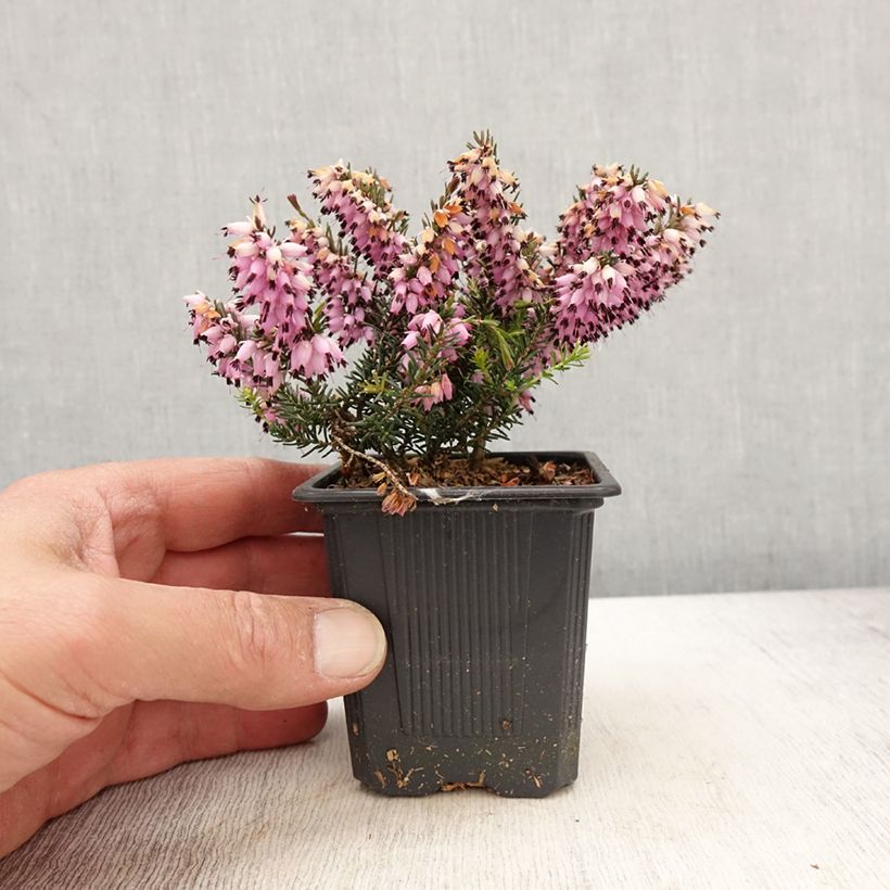 Erica carnea Ruby Glow - Winter Heath sample as delivered in spring