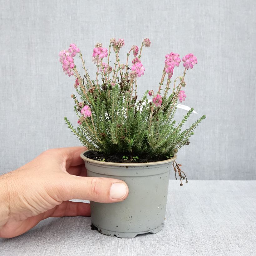 Erica tetralix Con Underwood - Cross-leaved heath 12cm pot sample as delivered in spring