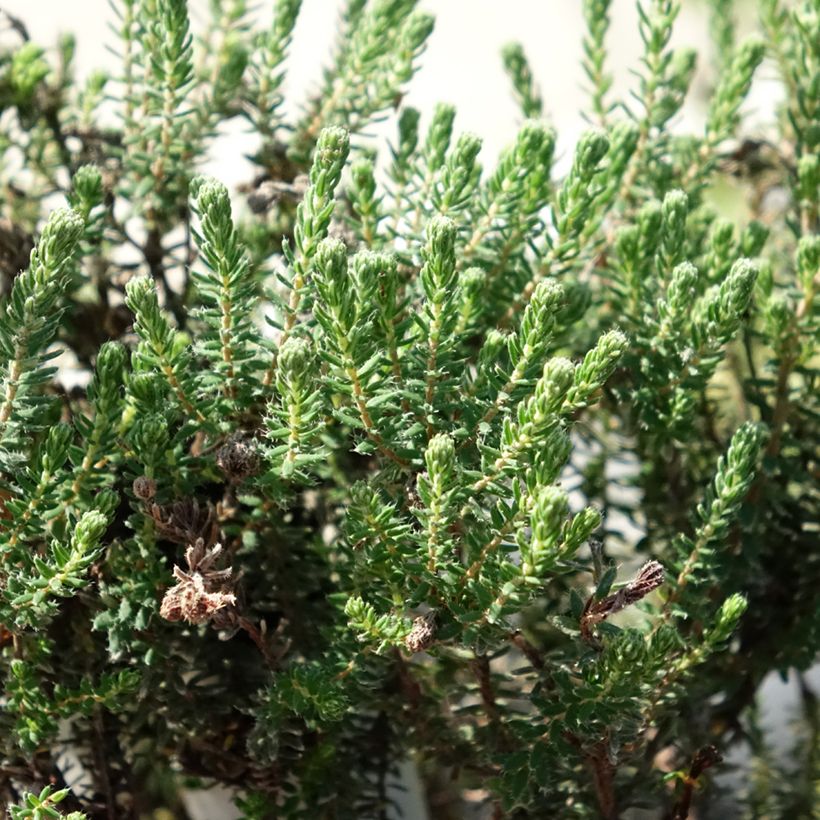 Erica tetralix Tina (Foliage)