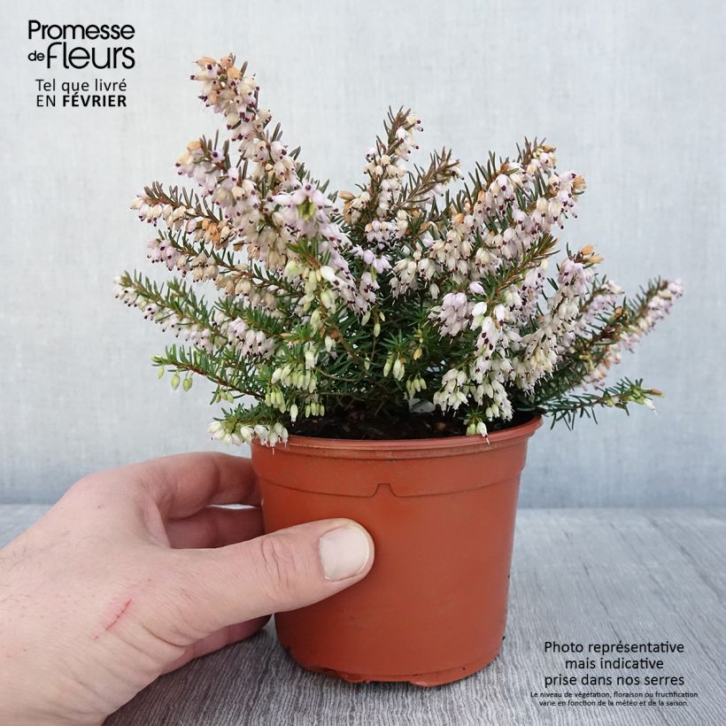 Snow heather - Erica carnea Jenny Porter sample as delivered in winter