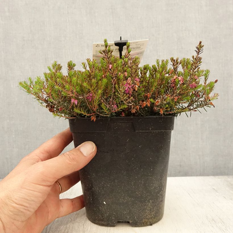 Erica carnea Myretoun Ruby - Winter Heath 1.5L/2L potShipped height around 10cm sample as delivered in spring
