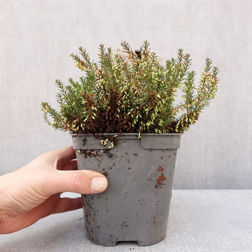 Erica carnea Rosalie - Winter Heath 2L/3L potShipped height around 10cm sample as delivered in winter