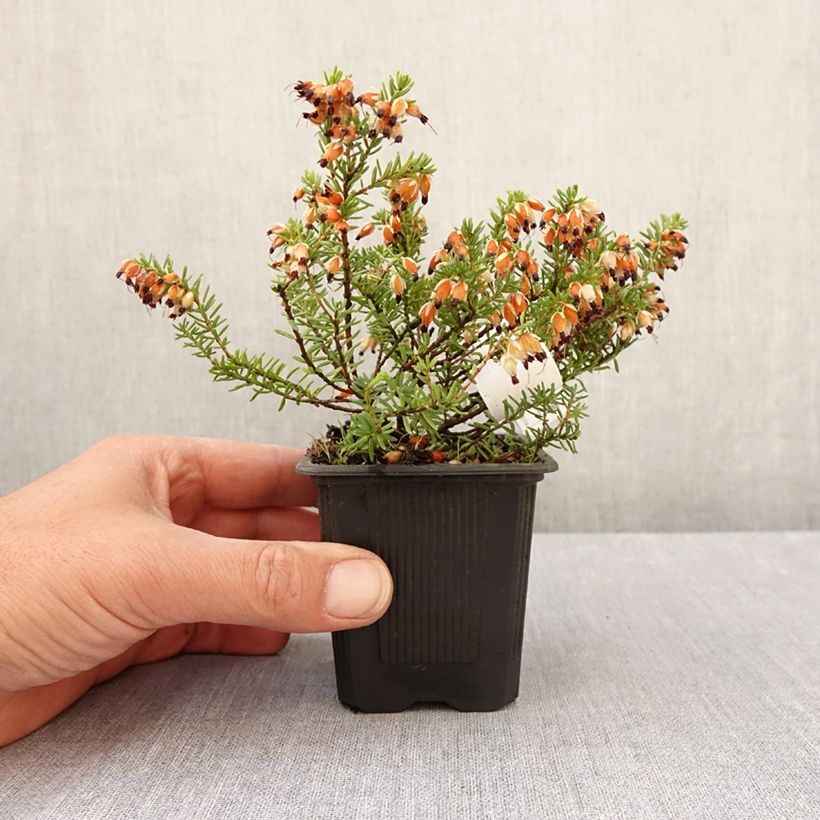 Erica carnea 'Snow Queen' 8/9 cm pot sample as delivered in spring