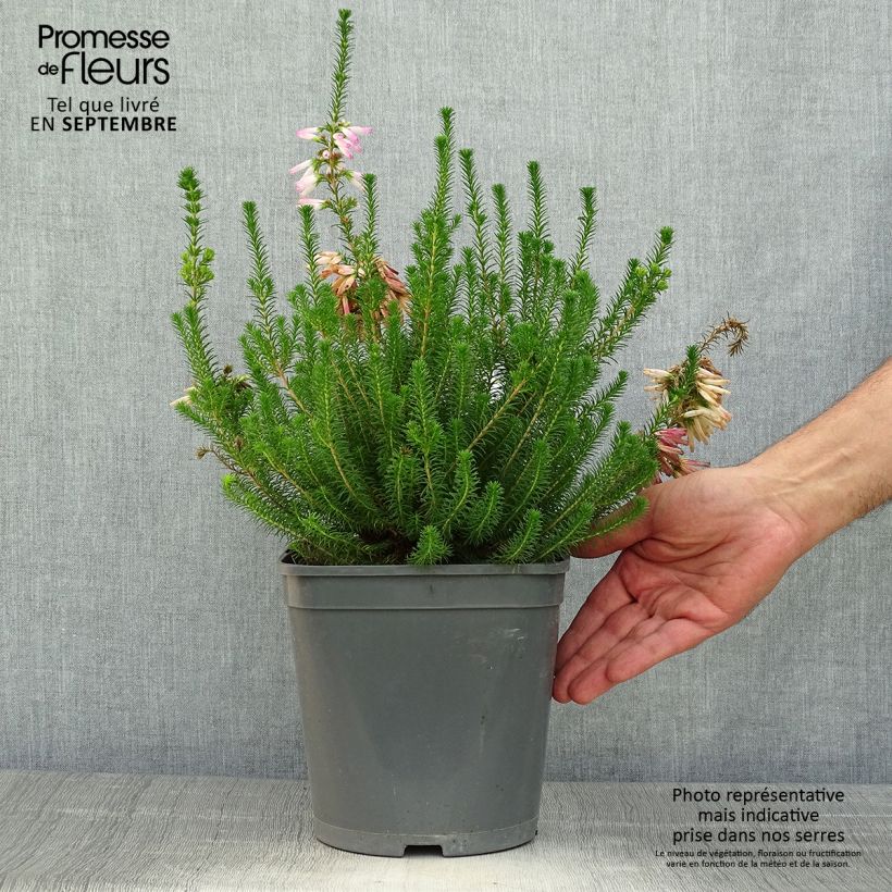 Erica verticillata - Cape Heath 4L/5L pot sample as delivered in autumn