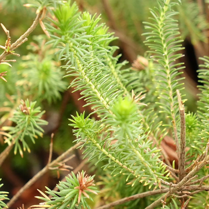 Erica verticillata - Cape Heath (Foliage)