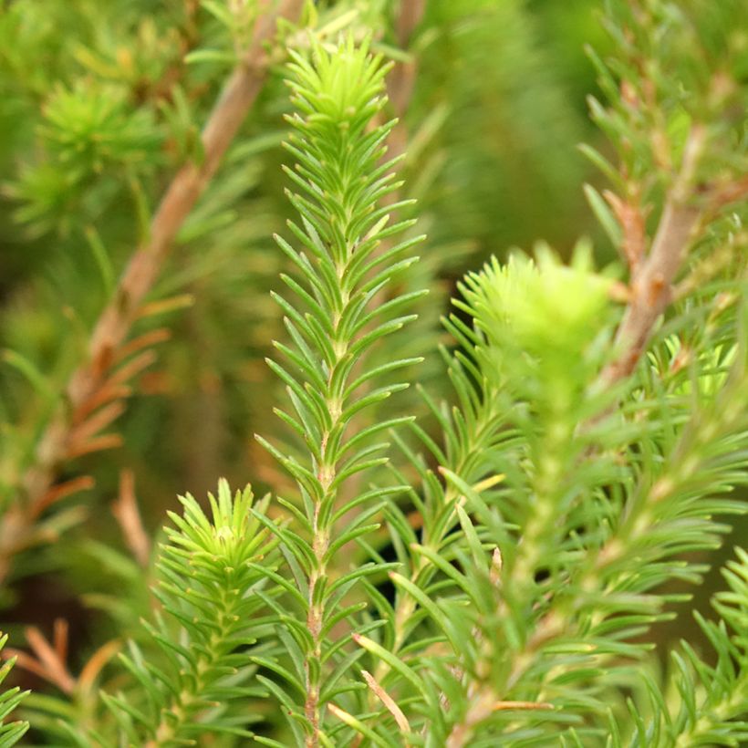 Erica verticillata - Cape Heath (Foliage)