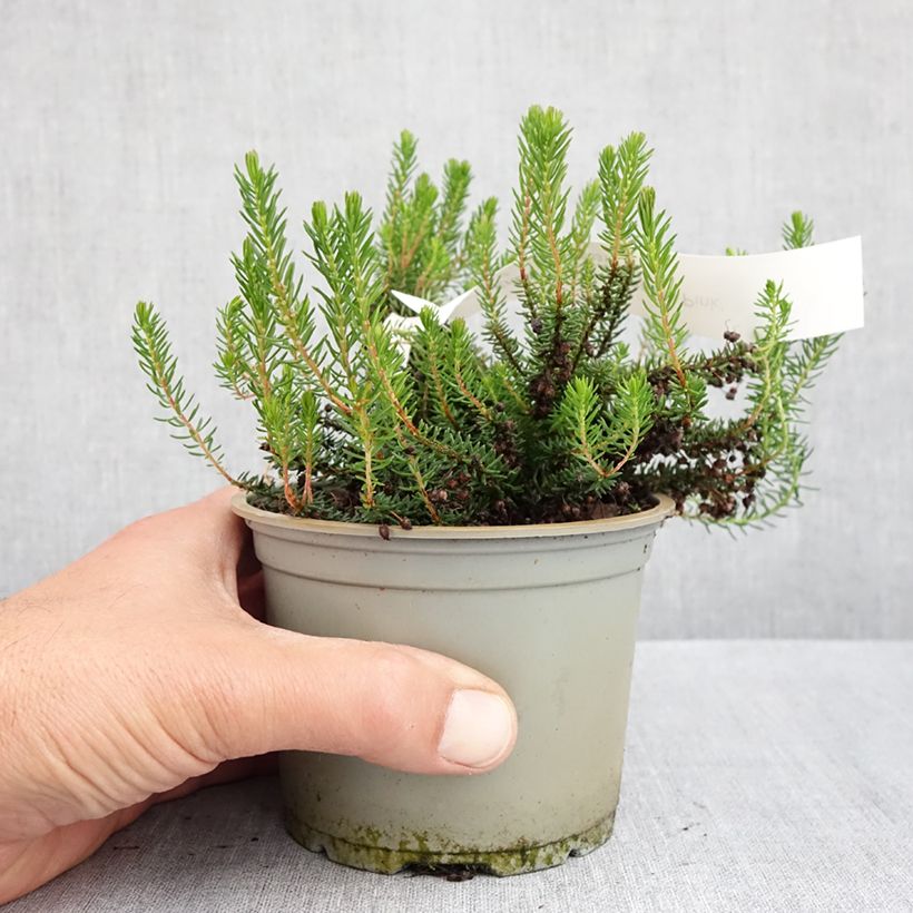 Erica vagans Pyrenees Pink 12cm pot sample as delivered in spring