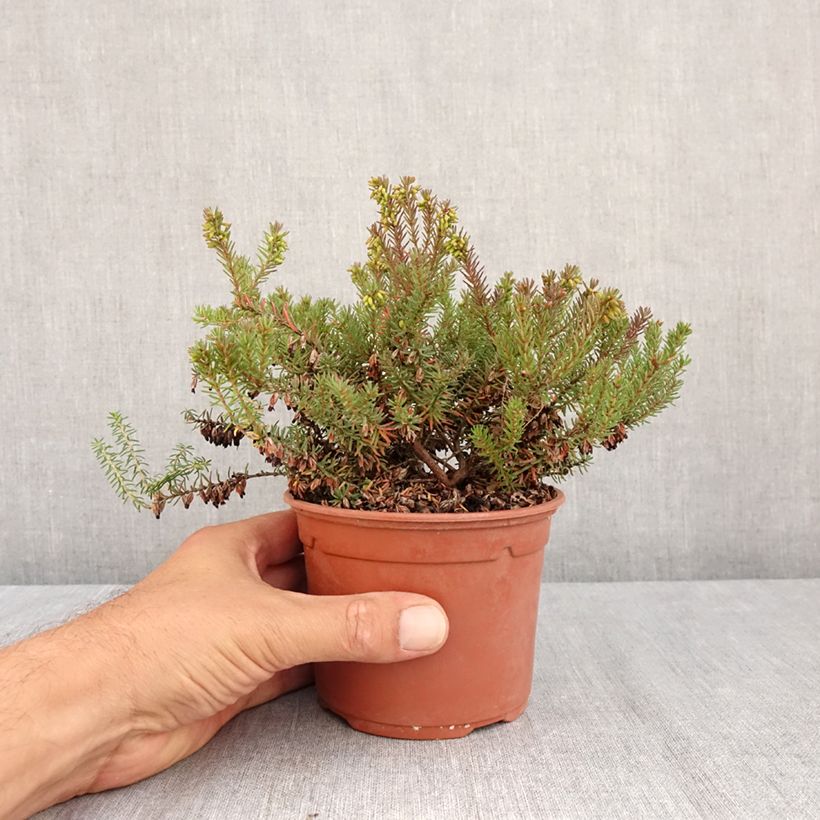 Erica darleyensis Winter Belles Lucie - Winter Heath 1L/1.5L pot sample as delivered in summer