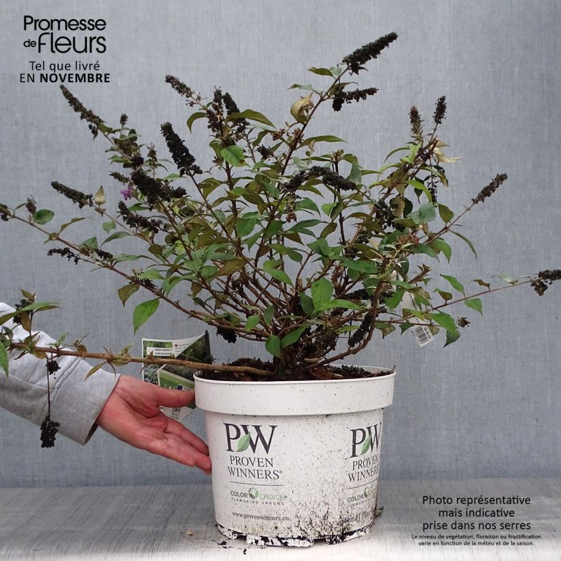 Buddleia Blue Chip en pot de 10L sample as delivered in autumn