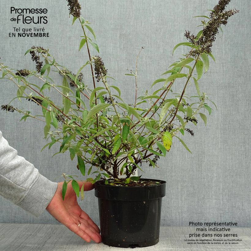 Buddleia davidii Adonis Blue, Arbre à papillons Pot de 3L/4L sample as delivered in autumn