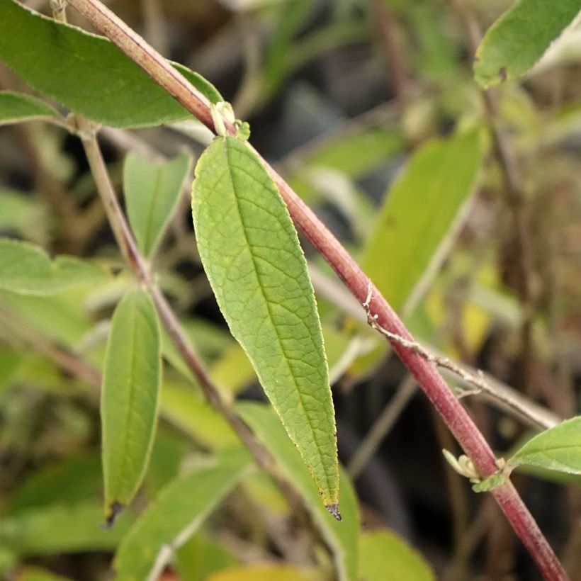 Buddleia davidii Black Knight - Butterfly Bush (Foliage)