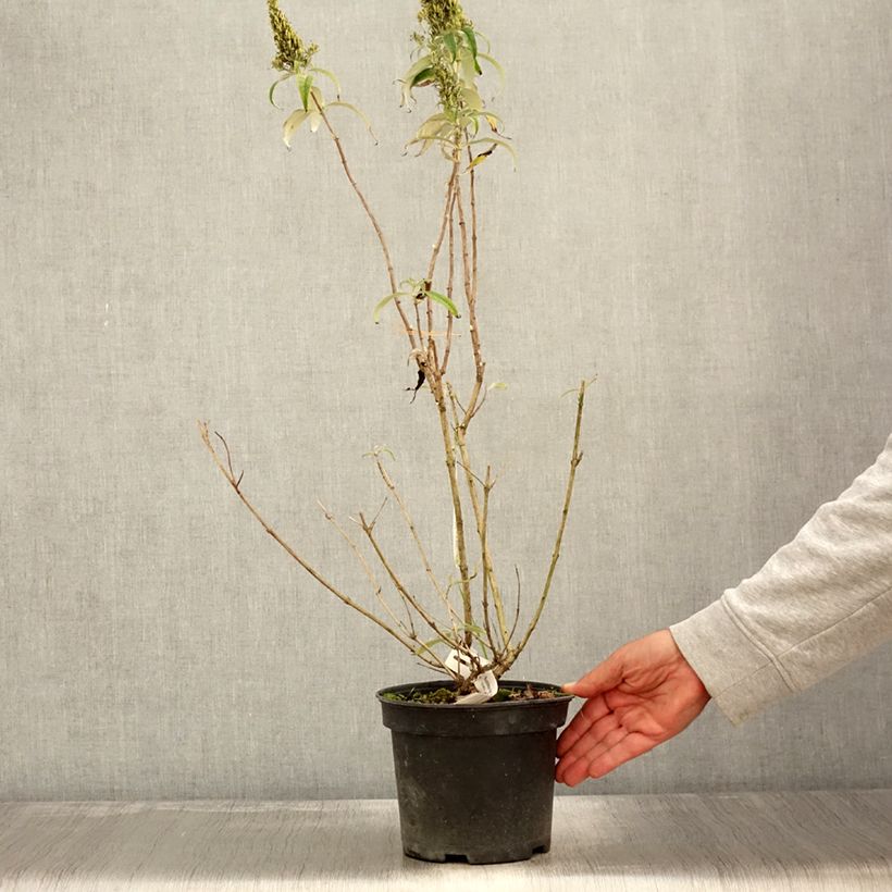 Buddleia davidii Marbled White - Arbre aux Papillons Pot de 2L/3L sample as delivered in autumn