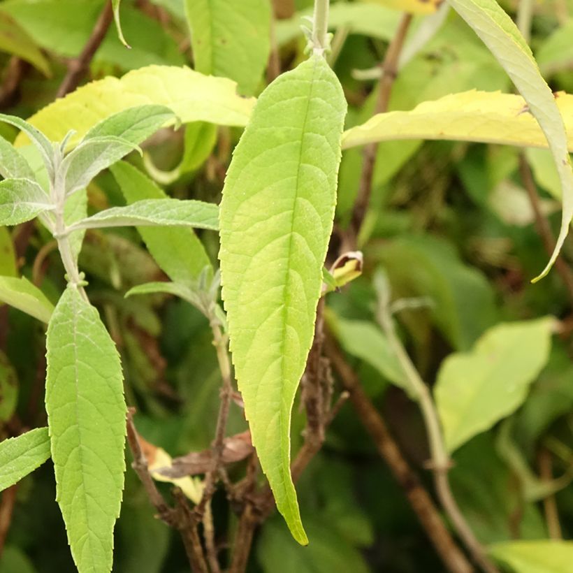 Buddleja davidii Marbled White Markeep - Butterfly Bush (Foliage)