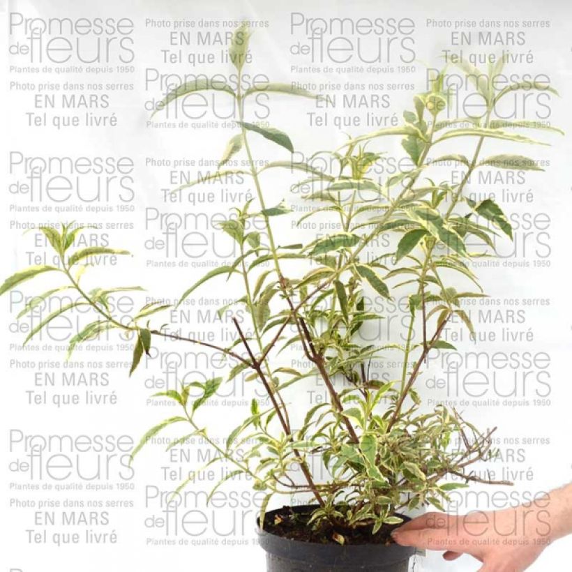 Example of Buddleia davidii Masquerade - Arbre aux papillons Pot de 3L/4L specimen as delivered