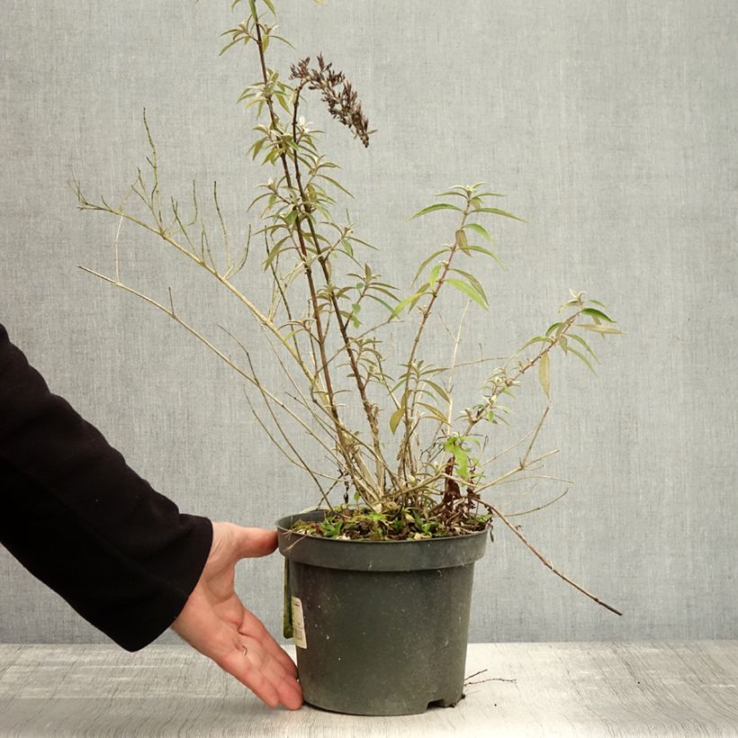 Buddleja davidii Nanho Purple - Butterfly Bush 2L/3L pot sample as delivered in autumn