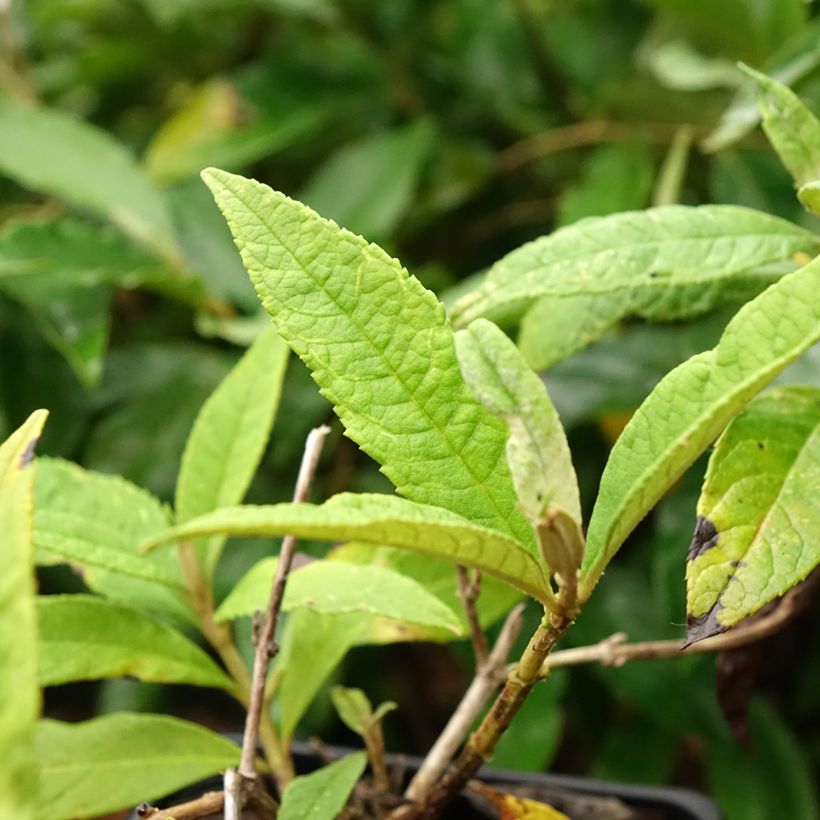 Buddleia davidii Pink Delight - Butterfly Bush (Foliage)