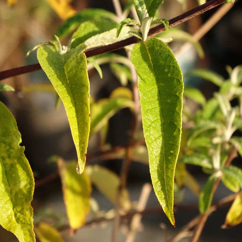 Buddleia davidii Pink Delight - Butterfly Bush (Foliage)