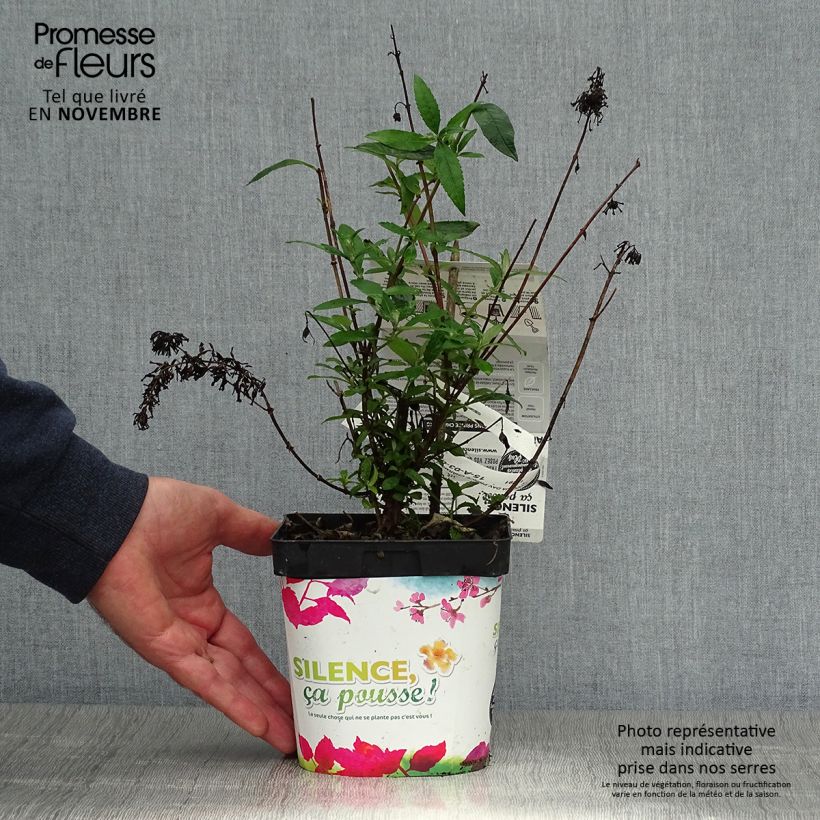 Buddleia davidii Prince Charming - Arbre aux papillons Pot de 2L/3L sample as delivered in autumn