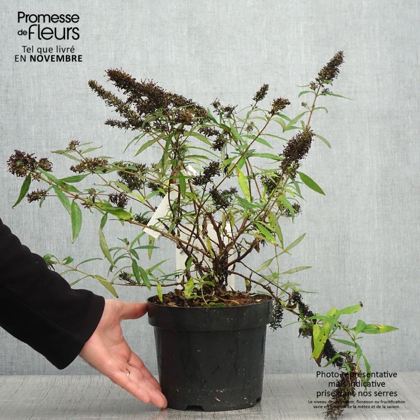 Buddleia davidii Purple Emperor - Arbre aux papillons Pot de 2L/3L sample as delivered in autumn