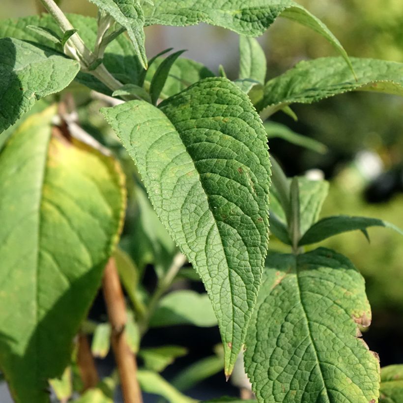 Buddleja davidii Rêve de Papillon Pink - Butterfly Bush (Foliage)
