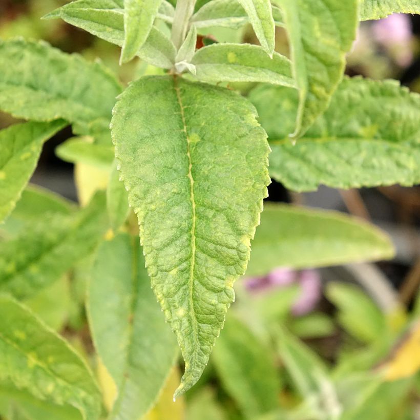 Buddleja davidii Rêve de Papillon Blanc - Butterfly Bush (Foliage)