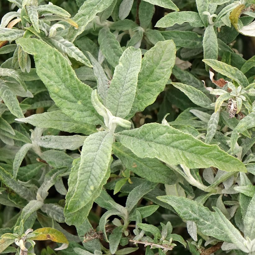 Buddleja davidii White Ball - Butterfly Bush (Foliage)