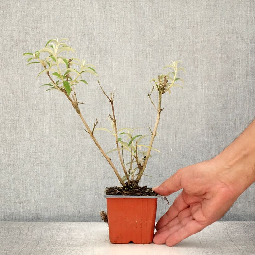 Buddleia davidii White Profusion - Arbre aux papillons - Godet de 8/9 cm sample as delivered in summer