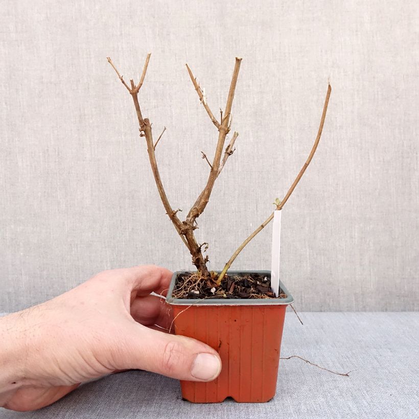 Buddleja davidii White Ball White - Butterfly Bush 8/9 cm pot sample as delivered in winter