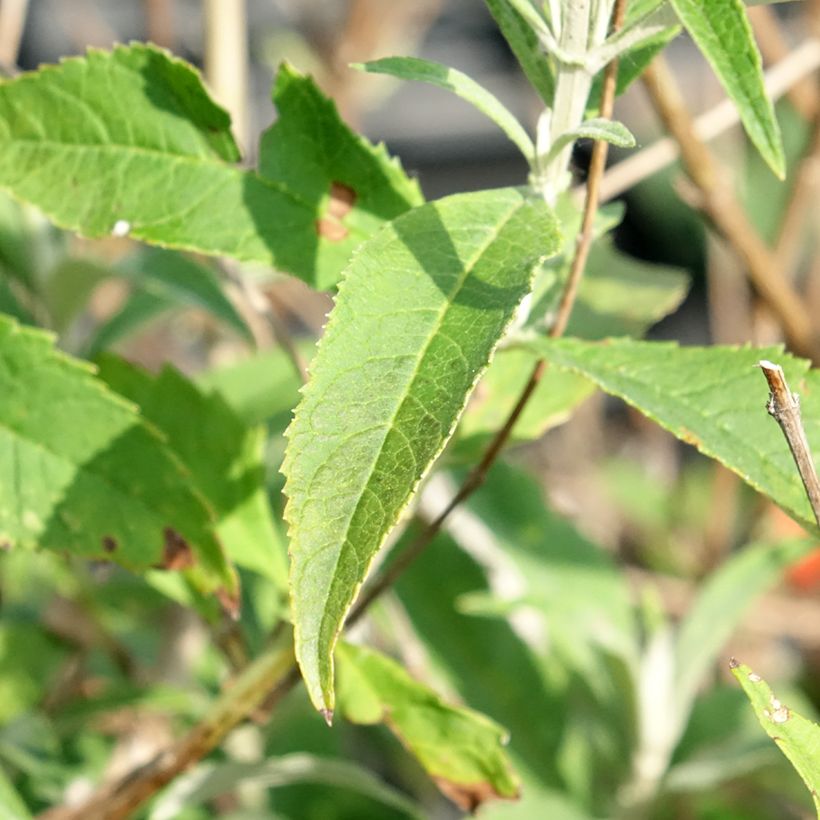 Buddleja davidii White Ball White - Butterfly Bush (Foliage)