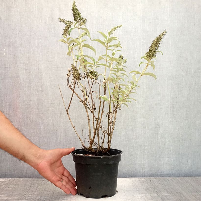 Buddleja davidii White Ball White - Butterfly Bush 3L/4L pot sample as delivered in summer