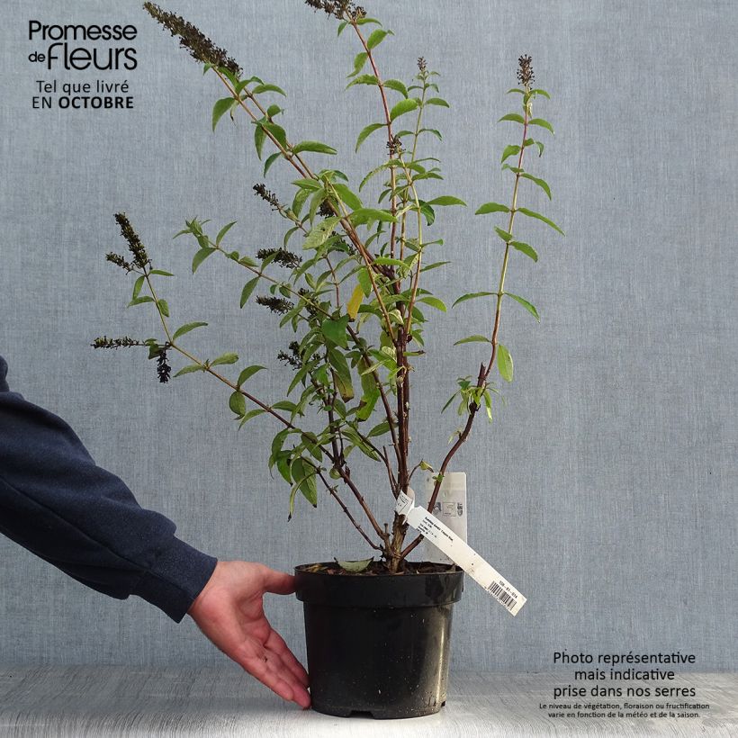 Buddleia Empire Blue - Arbre aux papillons Pot de 2L/3L sample as delivered in autumn