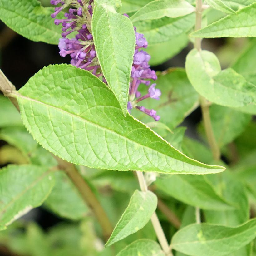 Buddleia Empire Blue - Butterfly Bush (Foliage)