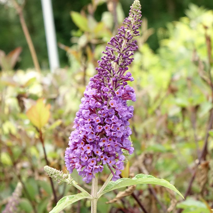 Buddleia Empire Blue - Butterfly Bush (Flowering)