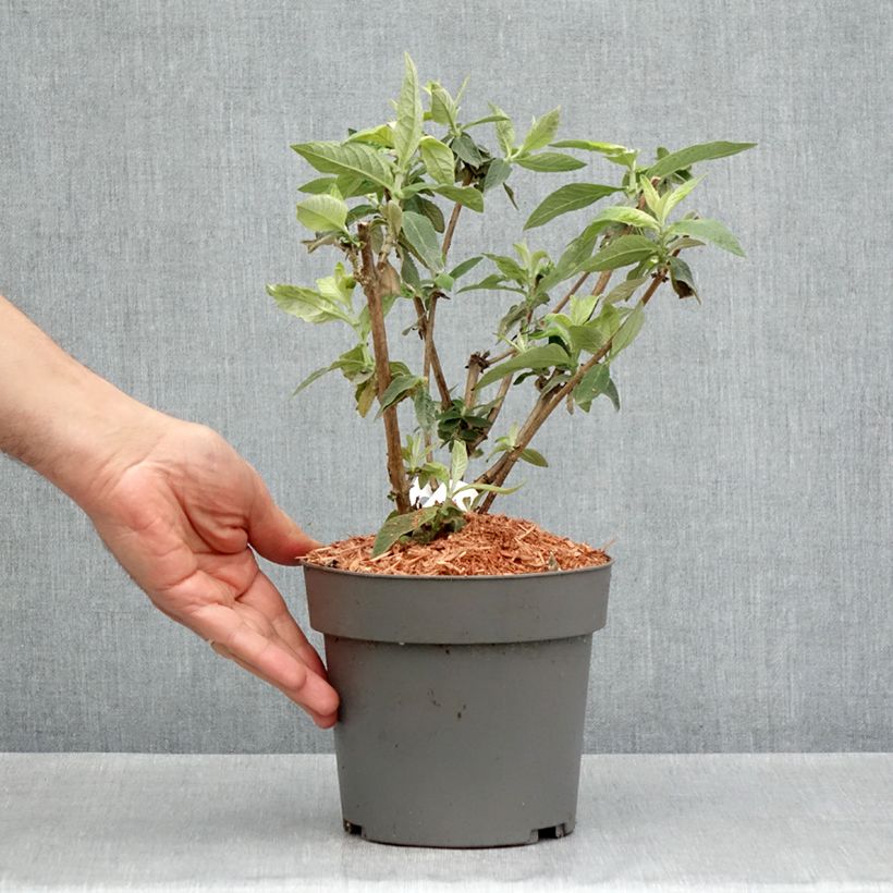 Buddleja Flower Power - Butterfly Bush 3L/4L potShipped height around 40/50cm sample as delivered in spring