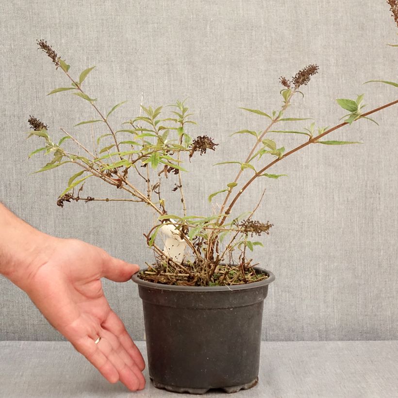 Buddleja davidii Free Petite Lavender Flow - Butterfly Bush 2L/3L pot sample as delivered in summer