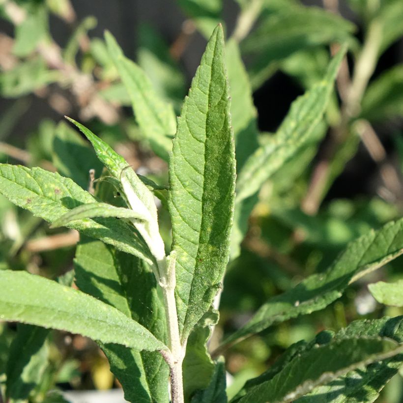 Buddleja davidii Free Petite Lavender Flow - Butterfly Bush (Foliage)